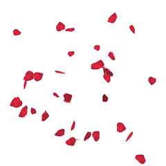 Floating red rose petal isolated on white. Background concept for love greetings on valentines day and mothers day. Space for text. rose for love Beautiful floral overlay with flying pink petals at tr