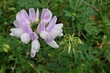 Light violet flowers of Crownvetch plant, latin name Securigera Varia, a low growing legume vine, blossoming in late july. 