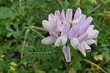 Pink to white flowers of Crownvetch plant, latin name Securigera Varia, a low growing legume vine, blossoming in late july. 