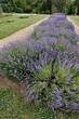 Dense violet flowering round shrubs of lavender plants, latin name Lavandula, possibly genus Lavandula Angustifolia, placed as separation element between two pathways in rosarium. July summer season.