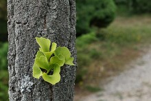 Fresh Green Fan Shaped Leaves Of Ginkgo Biloba Tree, Growing Out Of Ginkgo Tree Trunk During July Summer Season. Some Lichen Is Also Visible On The Bark Surface. 
