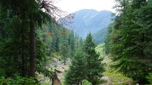 Himalayan Cedar Tree Forestry In The Pir Panjal Region Of Jammu Kashmir - Himalayas Glacier Mountains And Green Fir And Pine Tree Line Forest Landscape