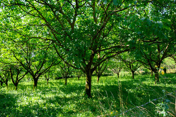 Wall Mural - Plantation of high-quality PDO certified walnuts trees on foothills of Alps near Grenoble, France