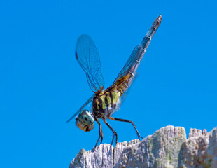 Wall Mural - dragonfly on a branch