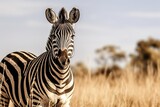 Fototapeta Konie - african plains zebra on the dry brown savannah grass