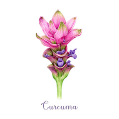 Curcuma flower watercolor illustration. Hand painted blooming turmeric plant. Curcuma bright pink blossom. Ginger family blooming plant. Botanical vintage style illustration. White background