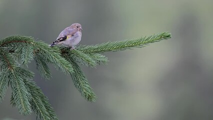 Wall Mural - Young goldfinch on branch flies away (Carduelis carduelis)