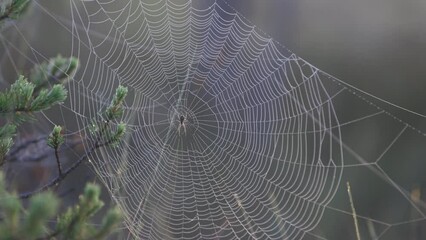 a spider resting in the center of its large spider web covered in fine water droplets made by the ea