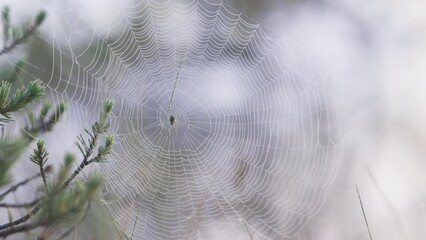 Wall Mural - A spider resting in the center of its large spider web covered in fine water droplets made by the early morning dew in a swamp backlit by a bright sky