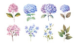 hand drawn hydrangeas flowers isolated