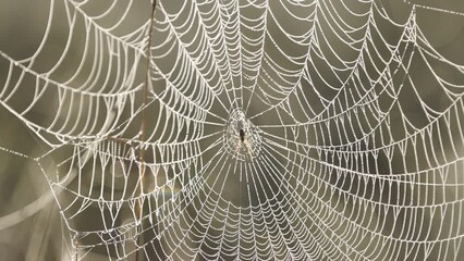 Wall Mural - Slow motion video of a beautiful large spider web covered with drops of dew with a spider in the center and moved by the early morning breeze backlit by sunrise in a swamp