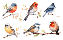 Watercolor Set Vector Illustraton Of Bird On A Branch Isolated On White Background