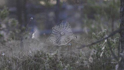 Wall Mural - Slow motion video of a spider web with a spider in the center surrounded by tall grass covered in dew and cobwebs in a swamp backlit by sunrise