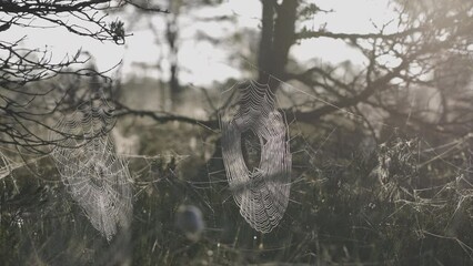 Wall Mural - Slow motion video of two large spider webs and a spider moving in the strong early morning breeze being backlit by the glorious sunrise in the wilderness