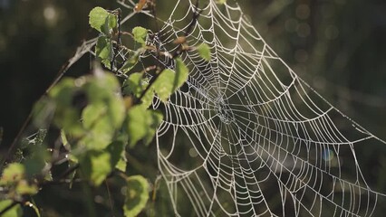 Wall Mural - Slow motion video of a large spider web backlit by the sun in the wilderness and moved around by the strong early morning Summer breeze