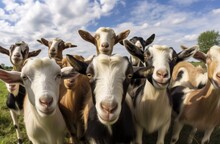 Funny Goats Portrait