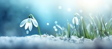 The Background Is A Light Blue Color With A Soft Focus Blur And Features A Spring Snowdrop Flower.