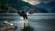 American bald eagle hunting at lake