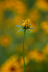 Wall Mural - Black eyed susan bud closeup with blurred background and bokeh