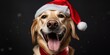 Divertido perro con un gorro de papa noel, celebrando la navidad en familia, perro feliz con gorro de Navidad 