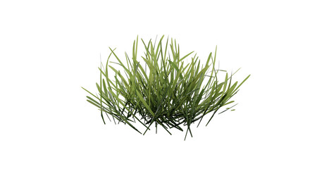 Fototapete - Bunches of grass on a transparent background. 3D rendering.	