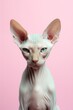 Retrato minimalista de gato egipcio con fondo rosa, gato sphynx aislado 