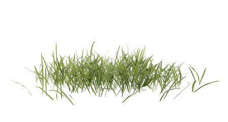 Fototapete - bunches of grass on a transparent background. 3d rendering.