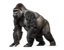 Silverback Gorilla Side Profile View On Isolated Background