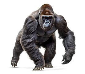 Wall Mural - silverback gorilla running forward isolated on transparent background