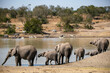Family of elephants refreshing them selves at the local watering hole an African safari in Ol Pejeta Conservancy, Kenya.