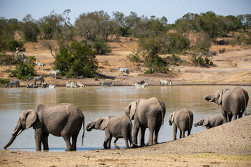 family of elephants refreshing them selves at the local watering hole an african safari in ol pejeta