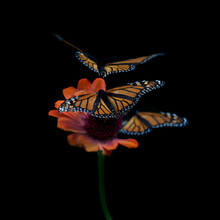 Three Monarch Butterflies