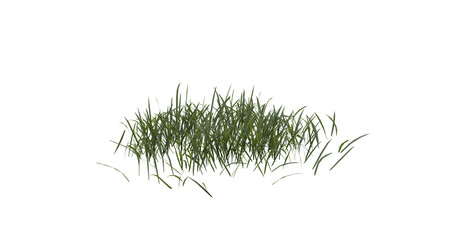 Fototapete - Bunches of grass on a transparent background. 3D rendering.