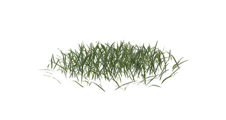 Sticker - Bunches of grass on a transparent background. 3D rendering.