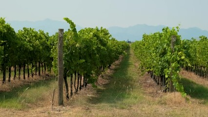 Wall Mural - Rows of vine in vineyards in Montenegro. Grape field. Wine industry. Agriculture concept
