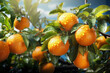 Orange fruits with water drops on green branches of orange trees , close up. Outdoor. Generative ai