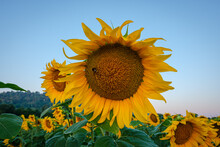 Yellow Sunflower (Helianthus Annus) With Bee In Blue Sky