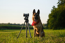 Concept Pets Look Like People. Dog Professional Photographer With Vintage Film Photo Camera On Tripod. German Shepherd Wears Red Bandana At Sunset In Summer. Front View.