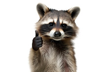 A Raccoon Giving A Thumbs Up Isolated On White Background - Generative AI
