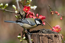 The Great Tit, Parus Major, Sits Next To A Blossoming Branches Of A Forest Fruit Trees With Reddish And White Flowers And Eats Sunflower Seeds From A Garden Bird Feeder On A Stump. Bird Eating Seeds.
