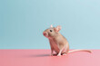 Cute small mouse on pastel colored background