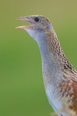 Canvas Print - High-resolution closeup of a Corncrake with a blurry background in Scotland