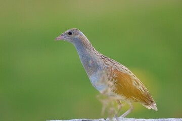 Canvas Print - Closeup of a Corncrake Mingulay  in  a lush green on a sunny day in Scotland