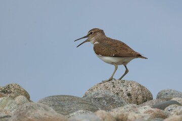 Canvas Print - Closeup of a Common Sandpiper perched on a rocky surface under the blue sky in Scotland