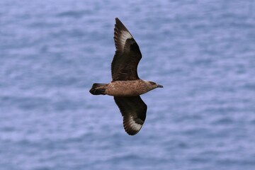 Canvas Print - Closeup of a Great Skua soaring above water with a blurry background in Scotland