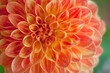 © Anna Zaro - Close-up of a vibrant orange dahlia flower, showcasing delicate petals in exquisite detail. Perfect for nature-themed projects and design.