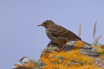 Canvas Print - Closeup of a Rock Pipit perched on  a rocky surface on a sunny  in Scotland