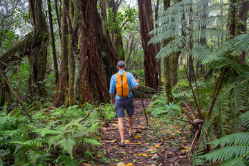 Sticker - Hike on Hawaiian forest