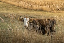 Closeup Shot Of A Brown Cow Grazing In A Field