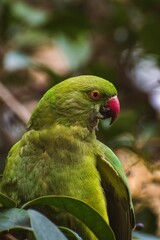 Poster - Closeup of green Psittacula krameri parrot isolated in green nature background